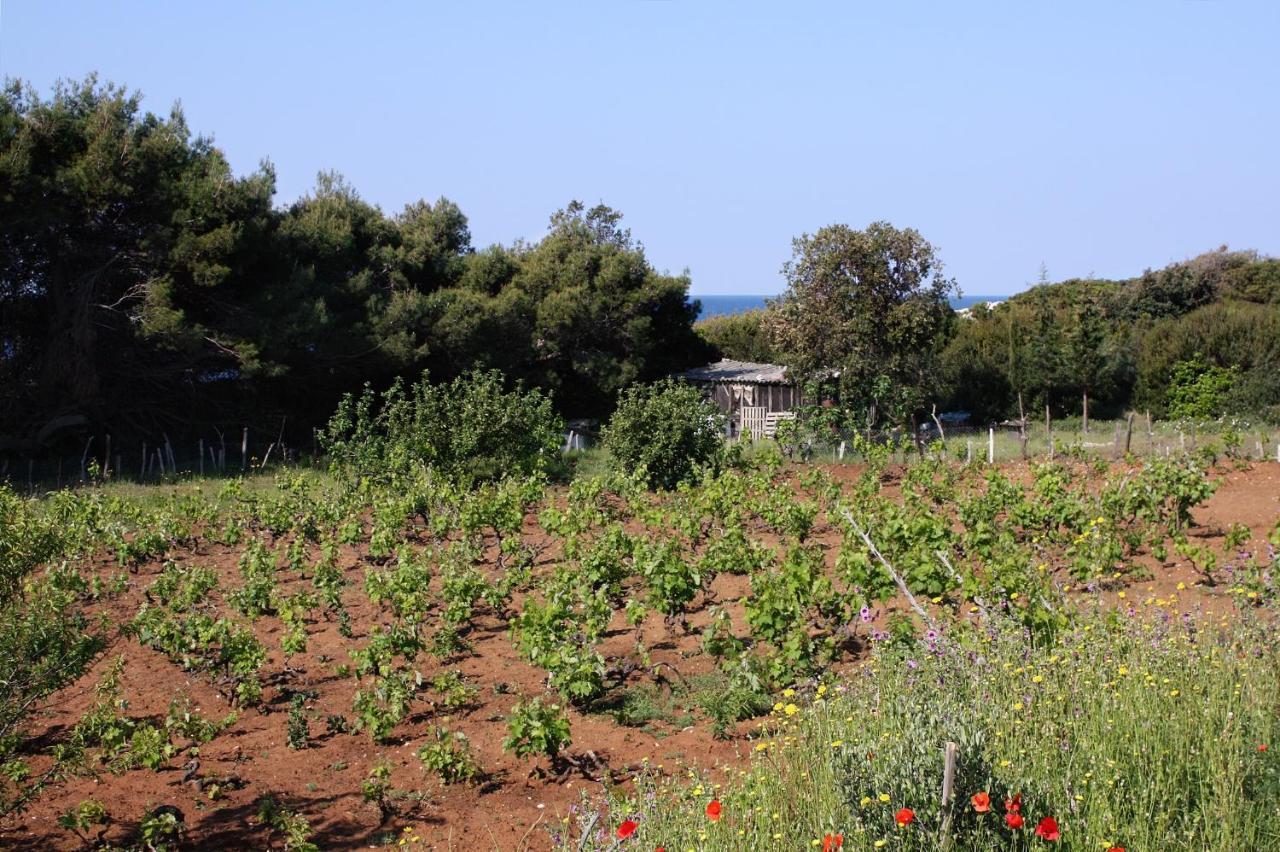 Apartments By The Sea Cove Blaca, Mljet - 4899 萨普伦纳拉 外观 照片